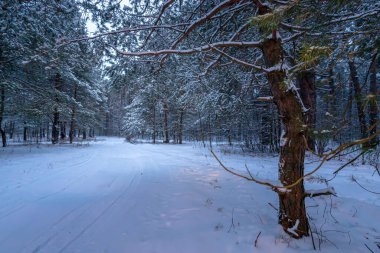 Sabahları karla kaplı ağaçlarla kaplı güzel kış manzarası. Noel ve mutlu yıllar konsepti.