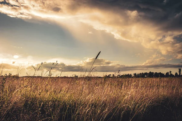 Hierba seca en el fondo de una nube de trueno en la noche de verano. — Foto de Stock