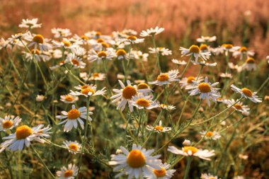 Güneşli bir yaz sabahında gün doğumunda papatya çayı. Doğal doğal arka plan. Altın gün doğumu.