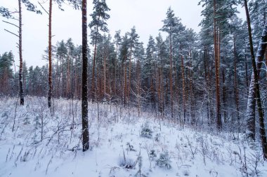 Çam ağaçları ve zeminde kar olan kış ormanı.
