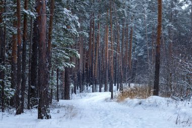 Çam ağaçları ve zeminde kar olan kış ormanı.
