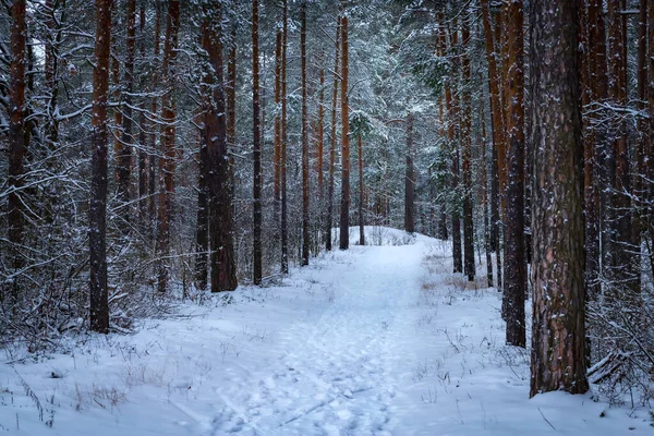Зимний лес со снегом на соснах и полу. — стоковое фото