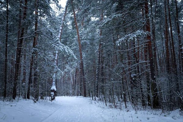 Зимний лес со снегом на соснах и полу. — стоковое фото