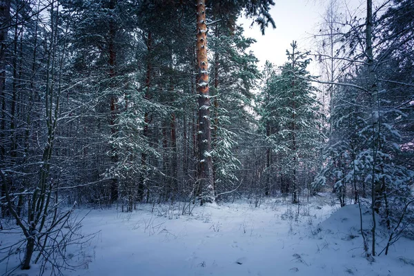 Beau paysage hivernal avec des arbres enneigés le matin. Noël et heureux nouveau concept année. — Photo