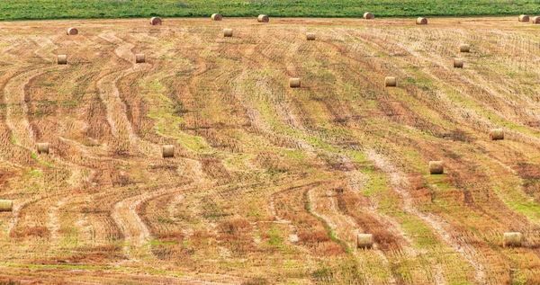 Hooibergen in een veld van stro in zonnige dag. — Stockfoto