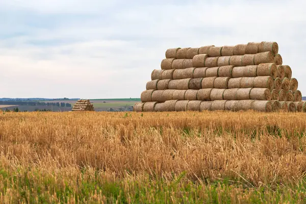 Hooibergen in een veld van stro in zonnige dag. — Stockfoto