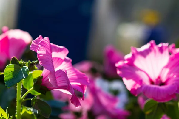 Lavatera flores crescem no jardim no dia ensolarado. — Fotografia de Stock