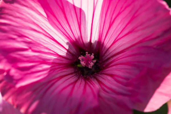 Lavatera pink flowers close up. Macro photo. — Stock Photo, Image