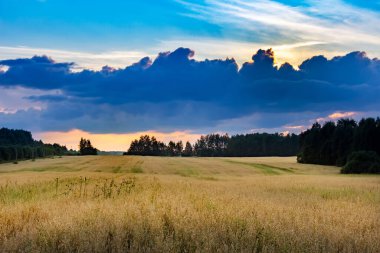Tarlada güzel bir yaz günbatımı. Zengin bir hasat fikri.