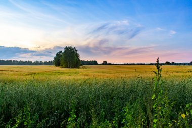 Tarlada güzel bir yaz günbatımı. Zengin bir hasat fikri.