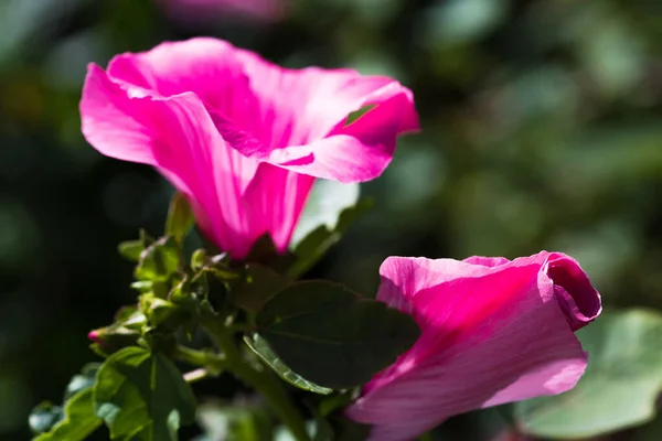 Lavatera flores crescem no jardim no dia ensolarado. — Fotografia de Stock