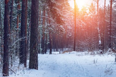 Güneşli bir günde kış çamları ormanı. Rusya 'da kış.