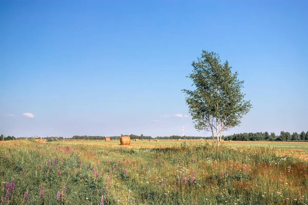 Hermoso paisaje con abedul solitario en el campo. Abedul solitario en el campo. Paisaje verano. —  Fotos de Stock