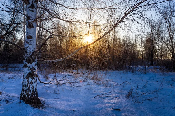 Χειμερινό τοπίο. Δέντρα στο χιονισμένο δάσος το ηλιόλουστο πρωί. Γαλήνια χειμερινή φύση στο φως του ήλιου. — Φωτογραφία Αρχείου
