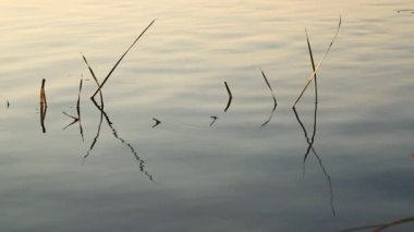 Çimler suda sallanıyor. Rahatla ve meditasyon yap.