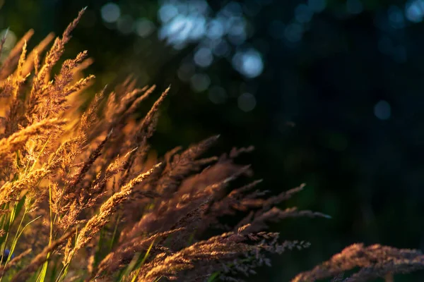 Hierba seca dorada sobre un fondo al atardecer de verano. —  Fotos de Stock