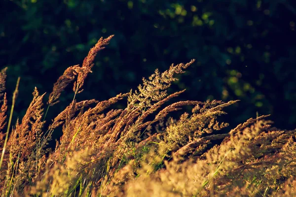 Hierba seca dorada sobre un fondo al atardecer de verano. —  Fotos de Stock