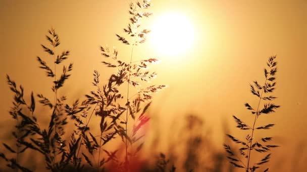 Ο άνεμος ταλαντεύεται το ξηρό γρασίδι με φόντο ένα όμορφο καλοκαιρινό ηλιοβασίλεμα. — Αρχείο Βίντεο