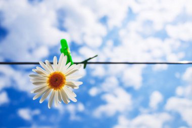 Mavi gökyüzünün arka planında, bulutlu papatya çiçeği..