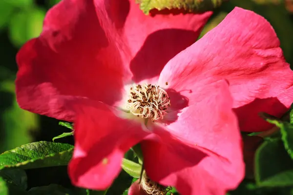 Rosa rosehip flores fechar em um fundo verde desfocado do jardim. Foco seletivo. — Fotografia de Stock
