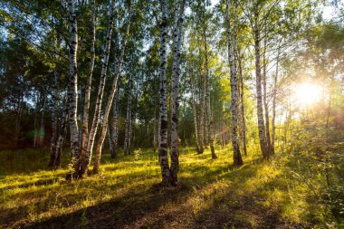Birch korusu yazın güneşli bir yaz akşamında gün batımında.