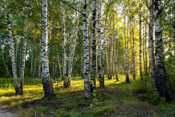 Birch grove in summer at sunset on a sunny summer evening. — Stock Photo, Image