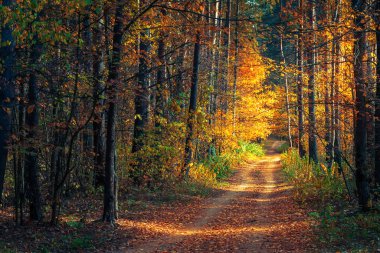 Güneşin doğuşunda ve patikada güzel sonbahar çam ormanları.