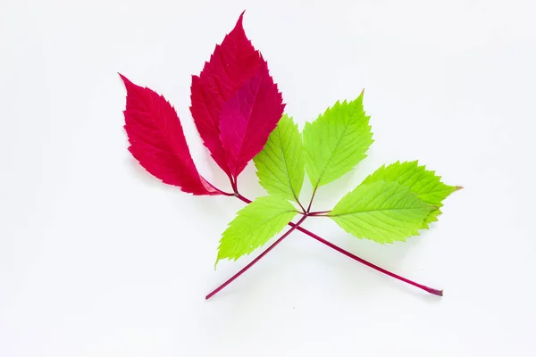 Weinblätter auf weißem Hintergrund. Grüne und rote Blätter von dekorativen Trauben isoliert auf weißen. — Stockfoto