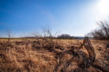 Kuru bir ağaç kuru çimenlerde uzanıyor. İklim değişikliği. Kuraklık.
