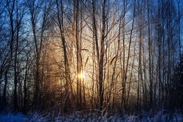 Vintersoluppgång. Solen skiner genom trädens grenar. — Stockfoto