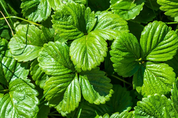 Fondo verde de hojas de fresa. Esperando la cosecha. Pérez natural — Foto de Stock