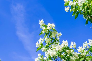 Yasemin çiçekleri güneşli bir günde mavi gökyüzüne karşı.