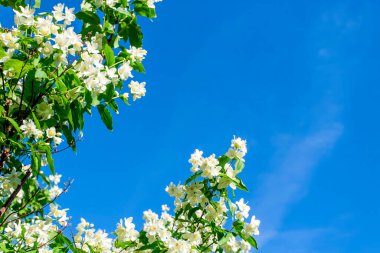 Yasemin çiçekleri güneşli bir günde mavi gökyüzüne karşı.