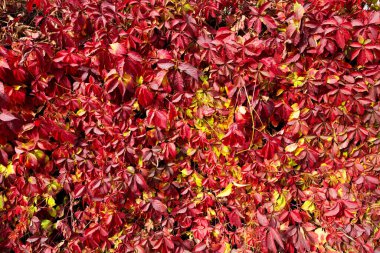 Kırmızı yaprak dokusu. Sonbahar güneşli arka plan.