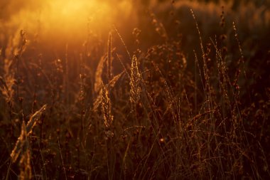 Gün batımında çimenler kurur. Altın yaz günbatımı. Seçici odak.