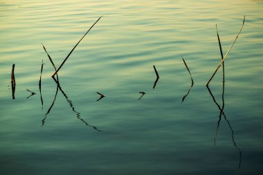 Gölde çimenlerin yansıması. Kapatın. Retro biçim fotoğrafı.