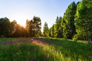 Yeşil çimlerde kırmızı çiçeklerle güzel bir yaz günbatımı.