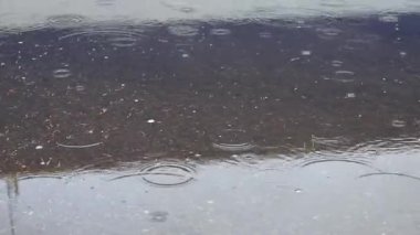 Drops fall on the surface of the puddle. The concept of rain, melting of snow, thaw.