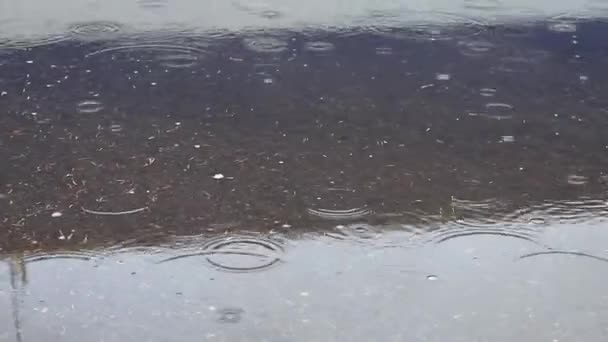 Капли падают на поверхность лужи. концепция дождя, таяния снега, оттепели. — стоковое видео