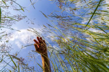 Mavi gökyüzüne karşı çayırlardaki yeşil çimlere dokunan el. Alt görünüm.