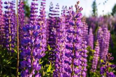 Güneşli bir yaz akşamında, bir tarlada mavi lupinler
