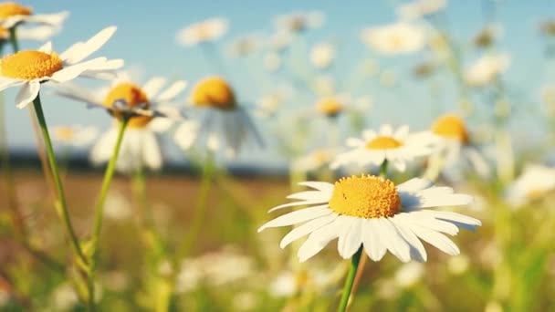 開花カモミールと美しい自然のシーンの繊細なフィールド 風の中でデイジーが揺れる 春と夏の時間 — ストック動画