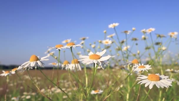 開花カモミールと美しい自然のシーンの繊細なフィールド 風の中でデイジーが揺れる 春と夏の時間 — ストック動画