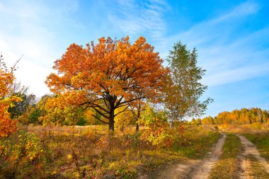 Sonbahar manzarası. Güneşli bir sonbahar günü. Altın orman ve mavi gökyüzü.