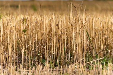 Buğday kabuğu tarlada yakın mesafede..