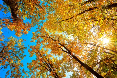 Dipten gövdelere ve ağaçların tepelerine kadar uzanan güzel doğal sonbahar manzarası. Gökyüzüne karşı parlak turuncu sonbahar yaprakları..