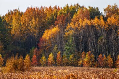 Güneşli bir günde sonbahar altın ormanı. Rusya 'da sonbahar.