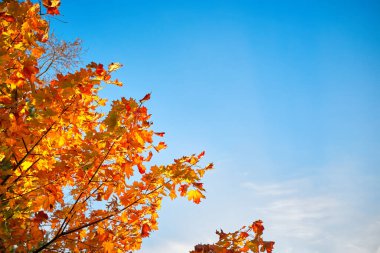 Sonbahar akçaağaç yaprakları mavi gökyüzüne karşı. Metin için yer.