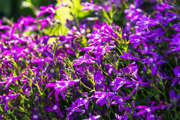 Prachtige achtergrond van blauwe bloemen in de tuin. Selectieve focus. — Stockfoto