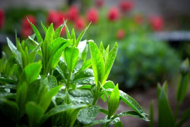 Genç yeşil çimenler Bahçeye yağmur yağıyor.